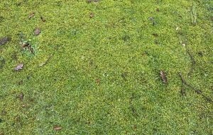 moss in a lawn