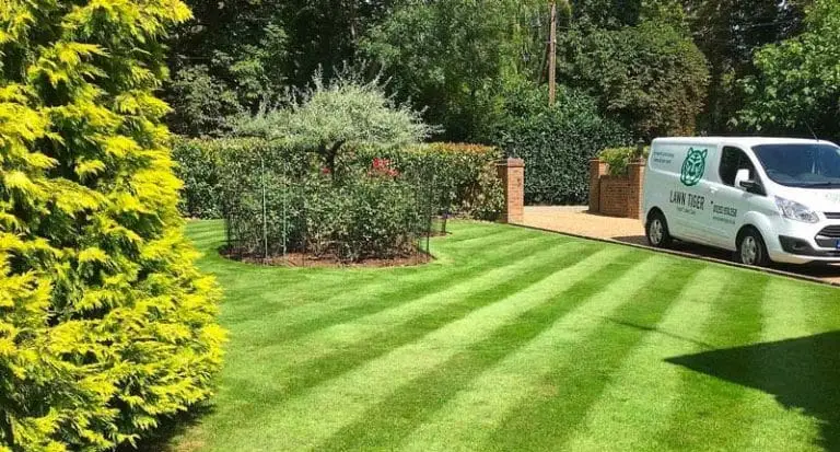 Beautiful Lawn with Stripes