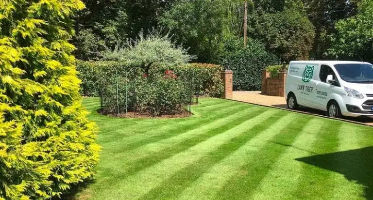 stripy green lawn