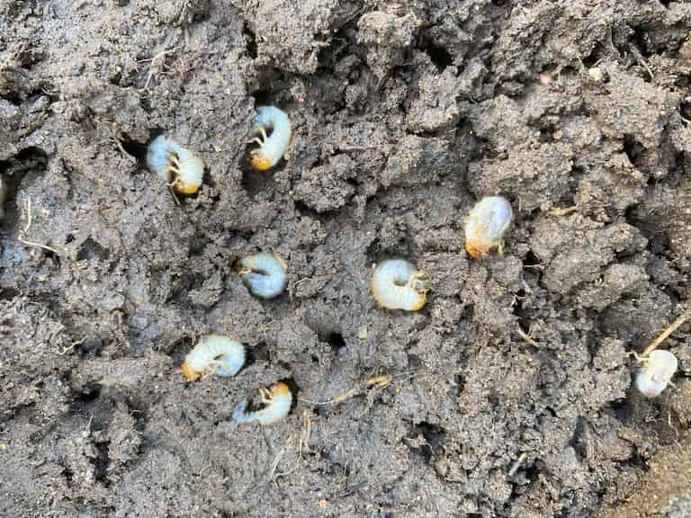 Chafer grubs in lawn soil 