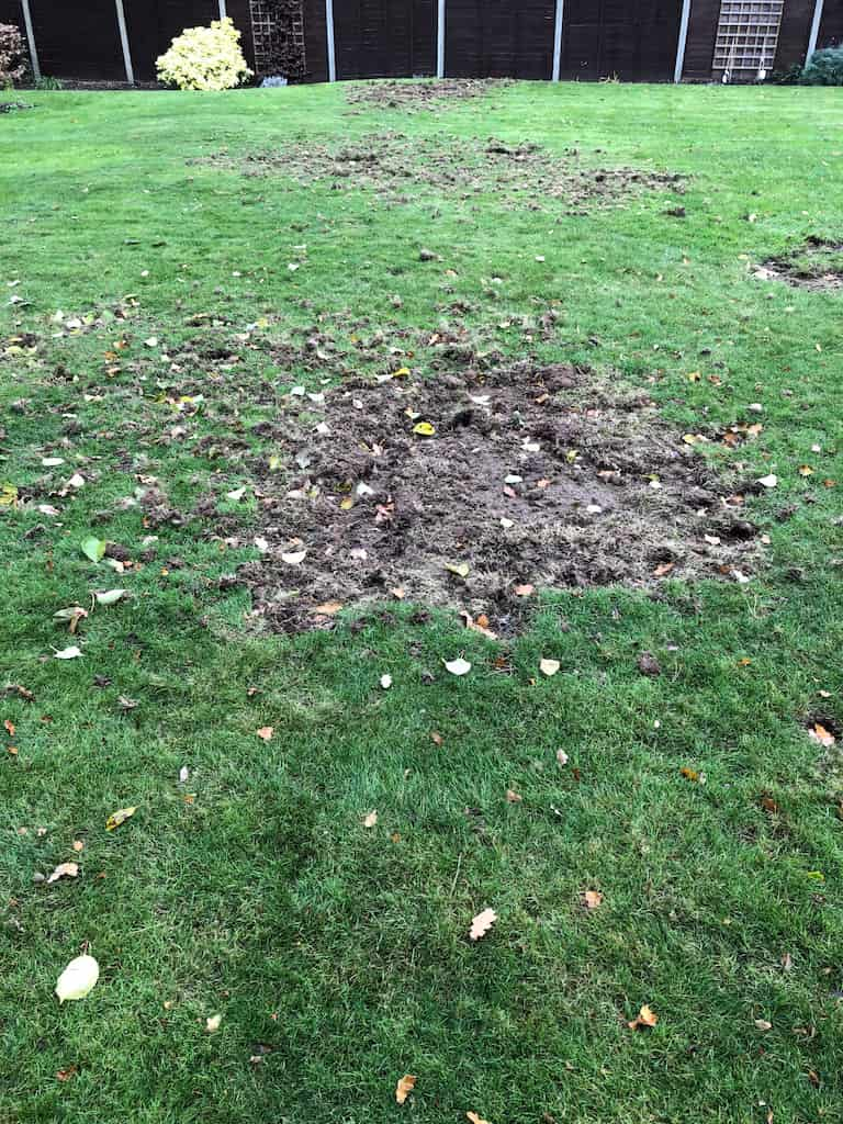 Lawn damaged by wildlife looking for leatherjacket or chafer grubs