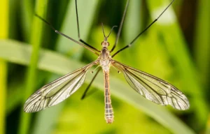 crane fly photo